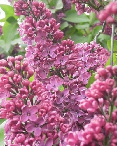 Lilas double violet - ♫,