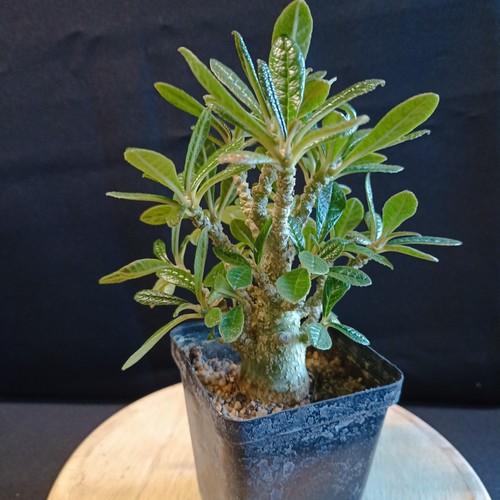 Dorstenia gigas caudex rare - dorstenia,