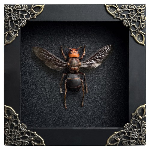 Real giant hornet - giant,