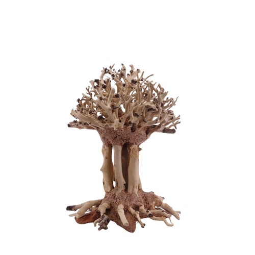 Bonsaï mammut arbre racine - mammut,