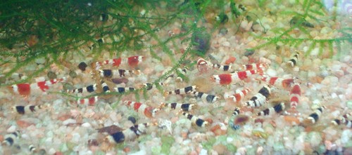 Lot crevettes - lot, 25