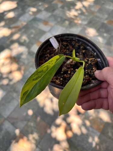 Philodendron joepii variegata - joepii,