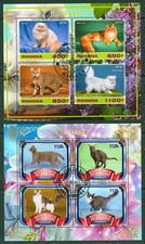 Domestic Animals CATS Chartreux LaPerm British longhair 2s/s 2017