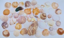 Lot 410 grs EXOTIC SHELLS Beaches of the WORLD Coral AQUARIUM SEA
