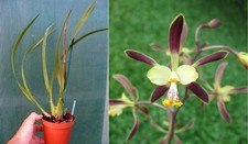 Encyclia alata, orchidée