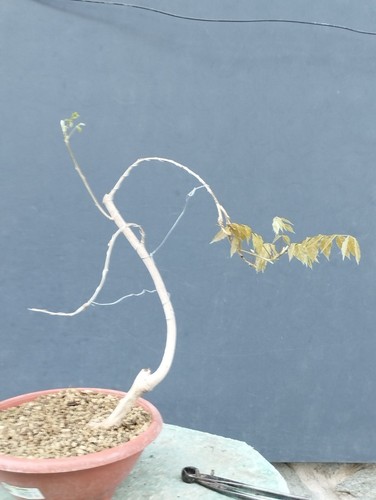 Bonsaï glycine cm en - bonsaï,