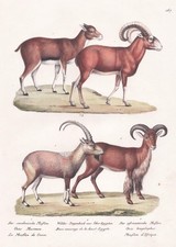 Mouflon Ziegenbock Lithographie Brodtmann 1824