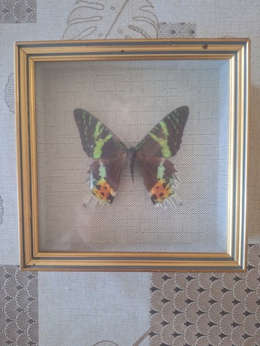 Papillon naturalisé urania - papillon,