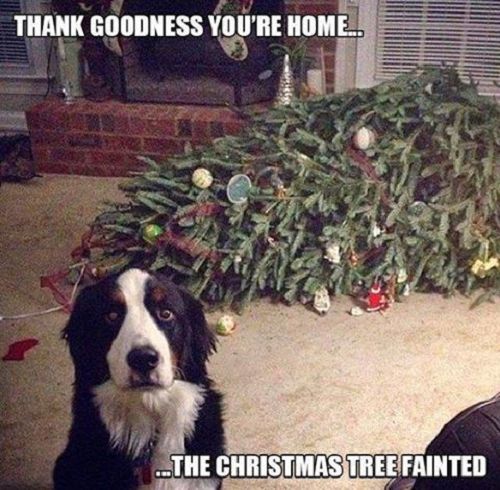 Border collie dog fridge - ,