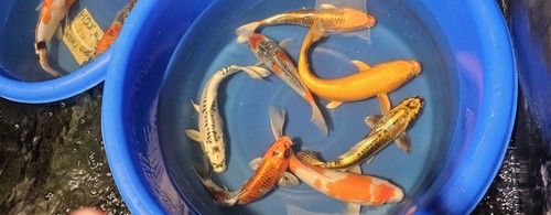 Imported live koi fish - imported,