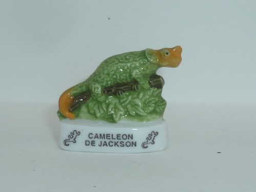 Feve lezards cameleons le - et, cameleons,
