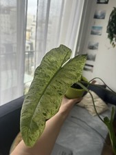 Philodendron Paraiso Verde