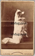 CDV SPITZ DOG BEGGING ON BECK LEGS BY GLASS WINDSOR ANTIQUE PHOTO ANIMAL PET