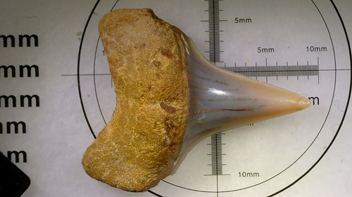 Shark tooth carcharodon - shark,