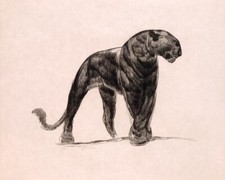 Panthère Noire Paul Jouve