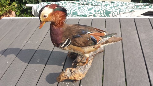 Taxidermie superbe canard - superbe,