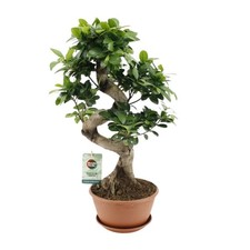 Ficus bonsaï - ficus ginseng