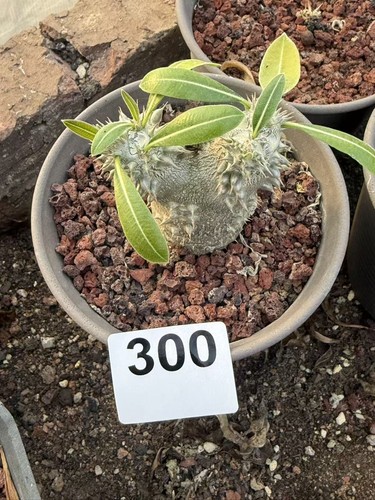 Pachypodium brevicaule - , ×