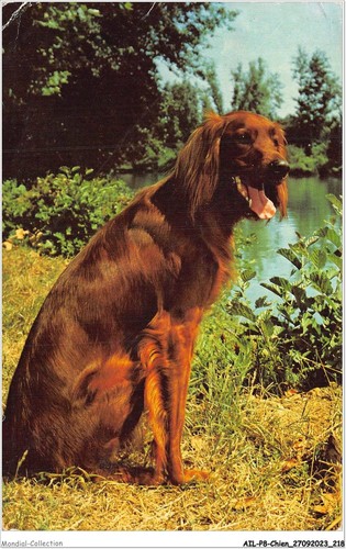 Ailp8 0821 chien setter - -,