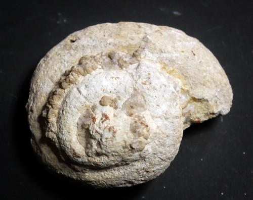 Rare fos sile gastéropode - rare,