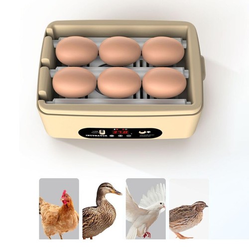 Mini couveuse oeuf - mini,
