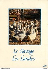 Carte Postale - Animaux -