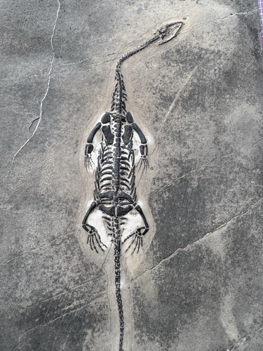 Reptile marin fossile - reptile, marin-🦎fossile