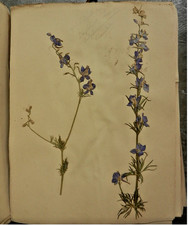Herbier ancien. 100 planches