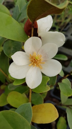 Michelia laevifolia gail s - michelia,