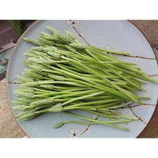 12 bulbes d'asperge des bois