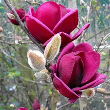 Magnolia 'Genie' à fleurs