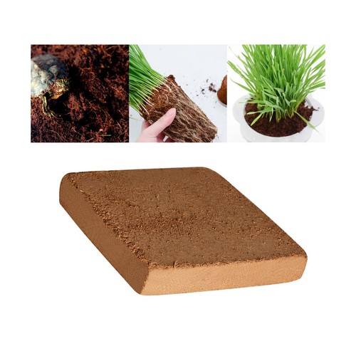 Plantation terre noix de - terre,