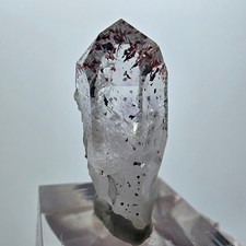 Harlequin Lémurien Fantôme