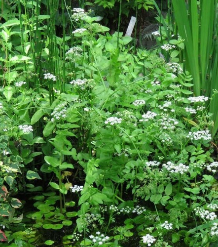 Sium erectum cresson - , sauvage