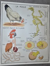 Antique School Education Poster School Collection La chicken Le pigeon