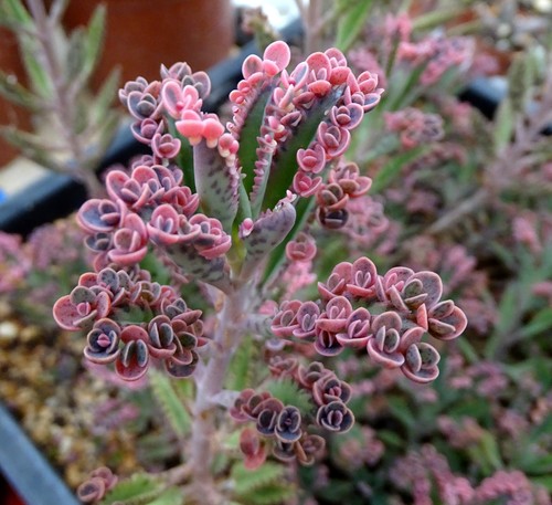 Kalanchoe pink butterfly - kalanchoe,