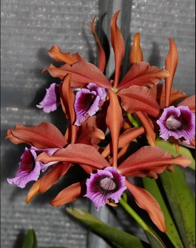 Laelia tenebrosa rainforest - tenebrosa, 'rainforest'