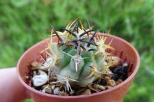 ERIOSYCE AURATA PV2432  cactus copiapoa kakteen tephrocactus cacti 1