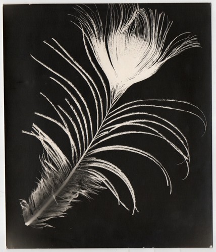 Photo photogramme plume - photo,