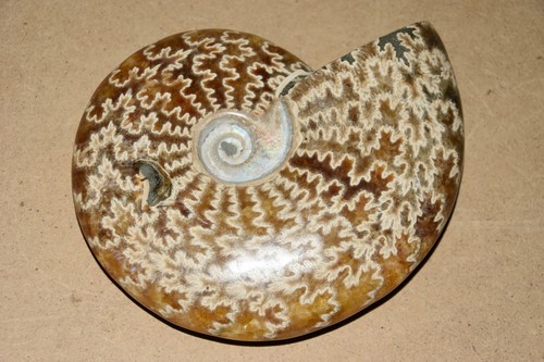Rare grande ammonite - rare,