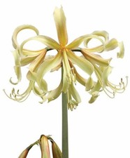 SAFFRON Amaryllis 20-22 centimeters - US Seller