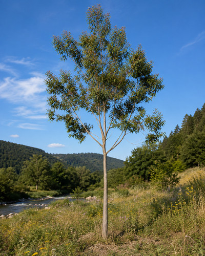 Eucalyptus parvula 50 - eucalyptus, parvula,