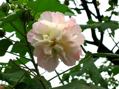 Graines hibiscus - 50,