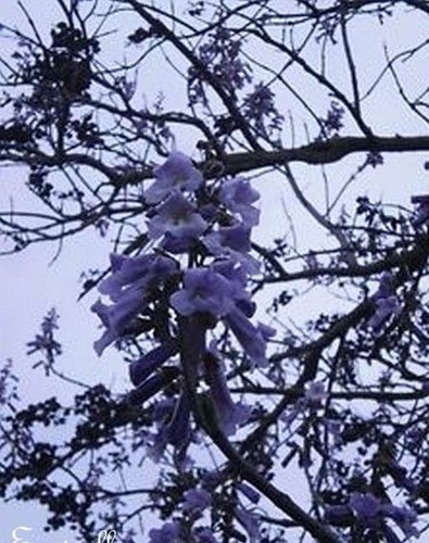 Flamboyant bleu jacaranda - ♫,