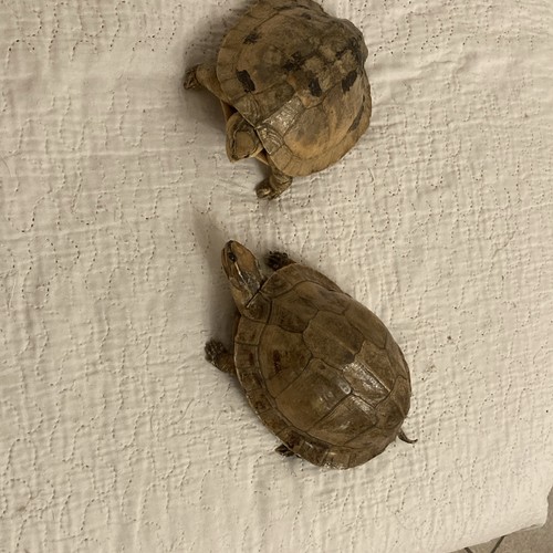 Lot anciennes tortues - lot, de