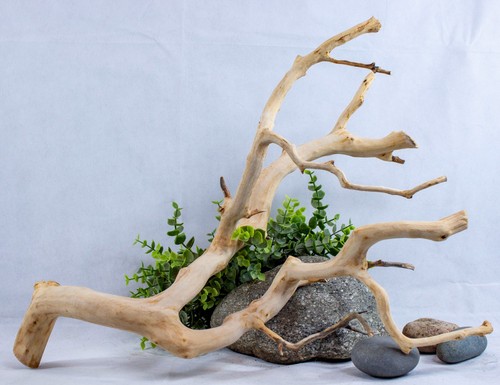 Manzanita driftwood branch - driftwood,