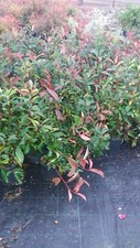 N° 25 PLANTES DE PHOTINIA RED
