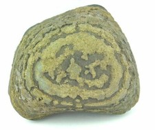 Pyrite and Shale - Slate Nodule - China - 385 g