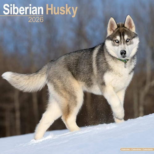 Calendrier 2026 husky - calendrier,