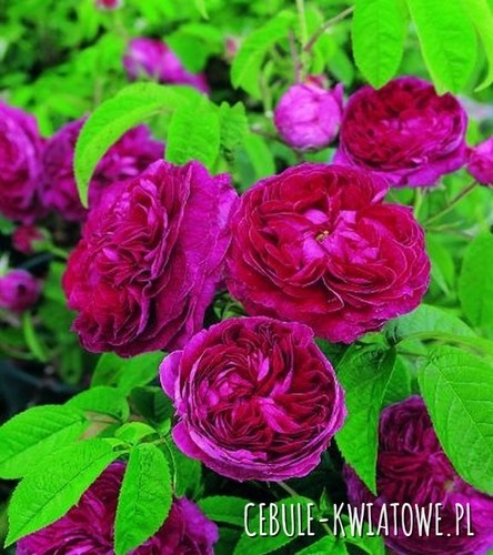 Plante ornementale jardin - de,